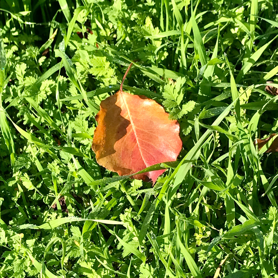A brown aging leaf on green grass.